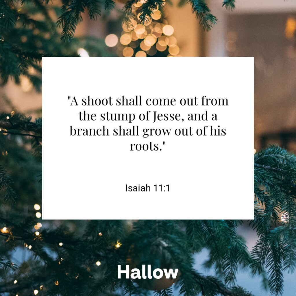 "A shoot shall come out from the stump of Jesse, and a branch shall grow out of his roots." - Isaiah 11:1