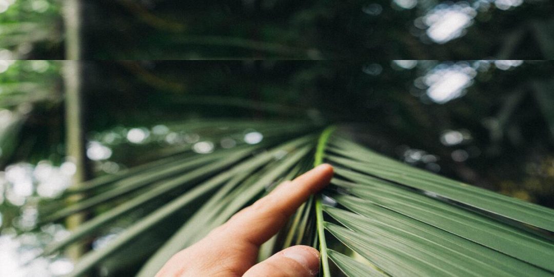 Palm sunday 2025 scripture songs readings and more hallow
