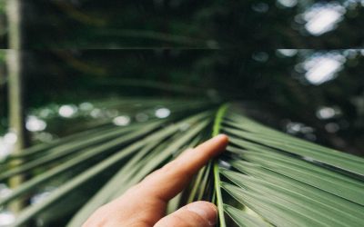 Palm Sunday 2024: Scripture, Songs, Readings, and the Meaning of Palms
